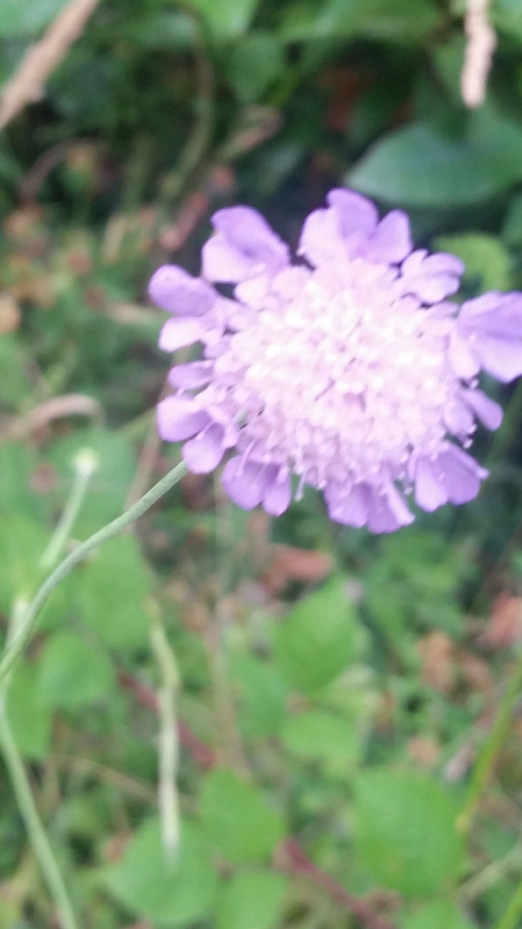 Questa  scabiosa?